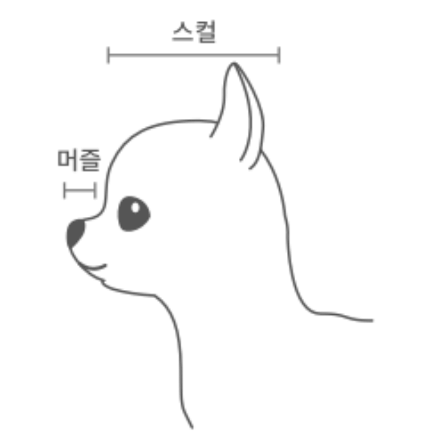 반려동물 비행기