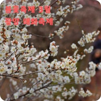 봄꽃축제 3월 광양 매화축제 구례 산수유꽃축제