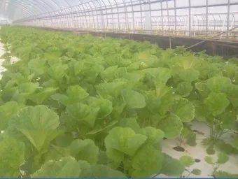 아욱 재배 텃밭 초보 직파 심기 병충해 적음_30