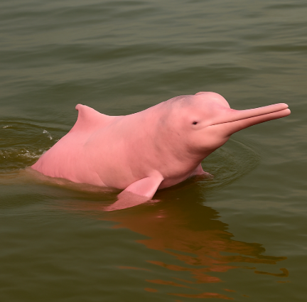 가장 희귀한 돌고래 핑크돌고래 (습성, 습관, 먹이)