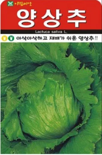 양상추 재배 결구 키우기 파종 시기 물주기 요령_15