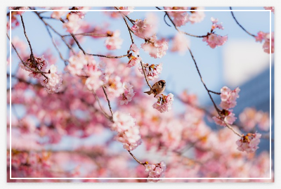 진해-군항제-추천-여행지