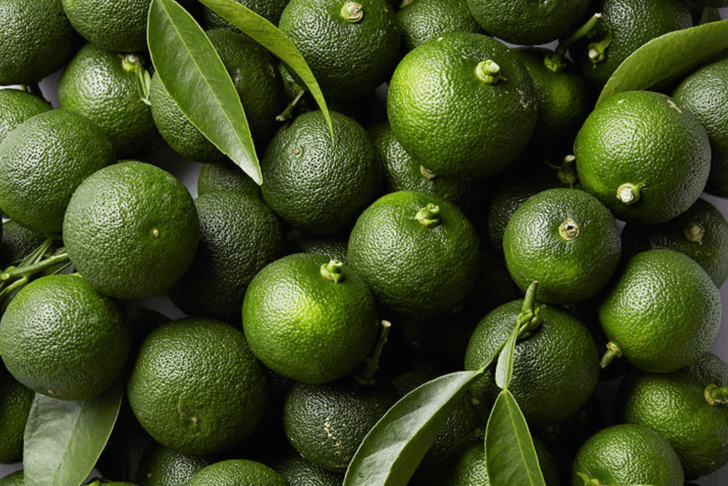 [겨울철 별미] 간단명료! 감귤의 종류 및 보관방법