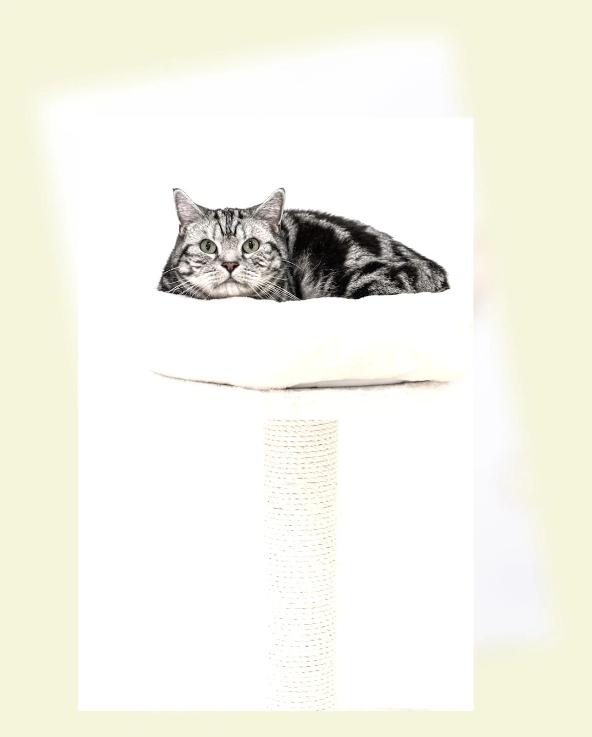 고양이 장난감_1_subsection