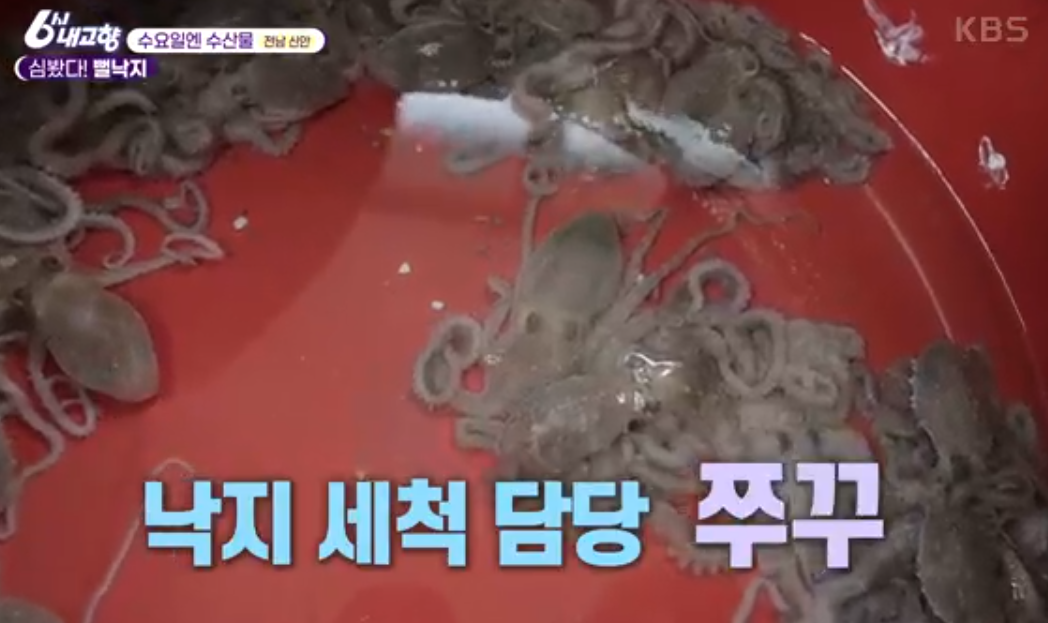신안 뻘낙지