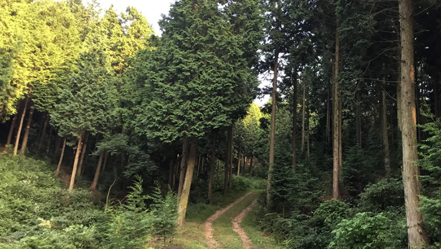 보성 윤제림 편백힐링숲길