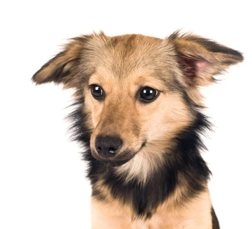 귀여운 견종 추천과 강아지 인기 순위