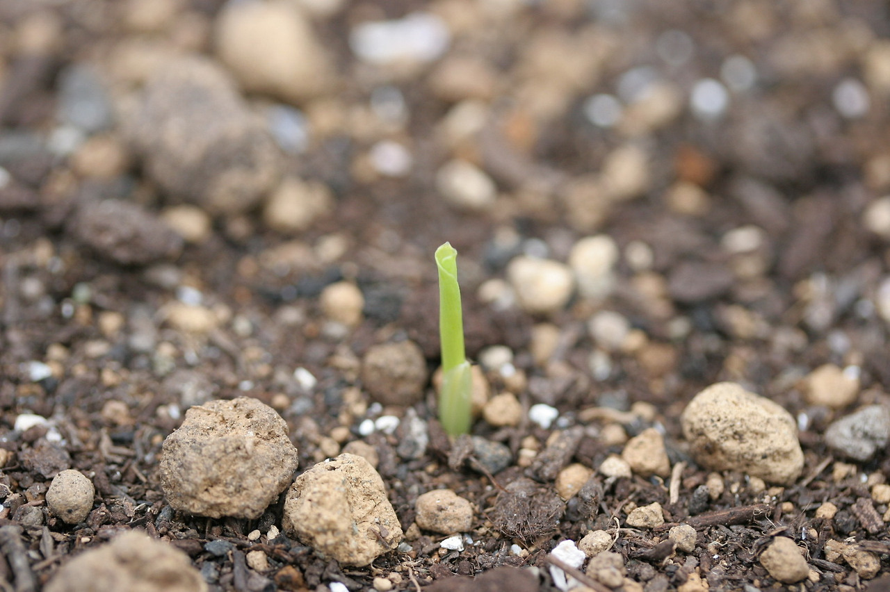 옥수수 파종 시기