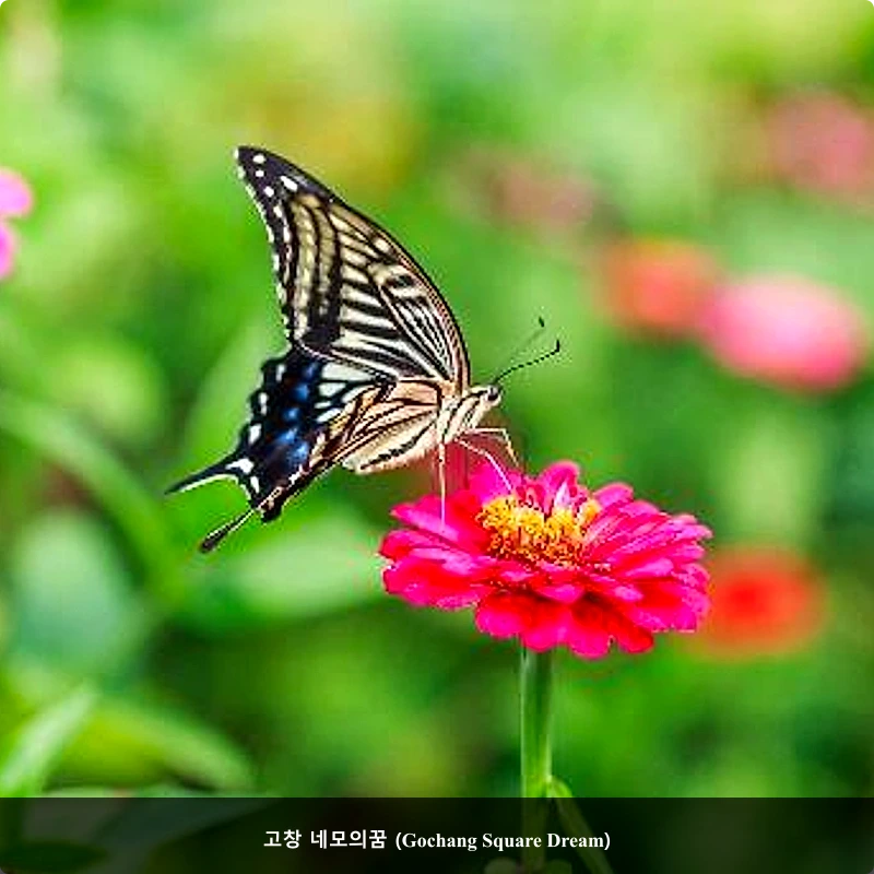 고창 네모의꿈 (Gochang Square Dream)_5