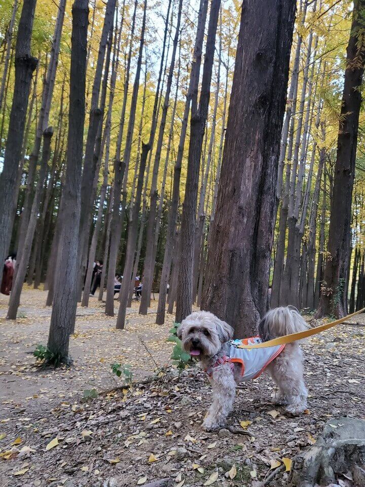 은행나무 앞 강아지