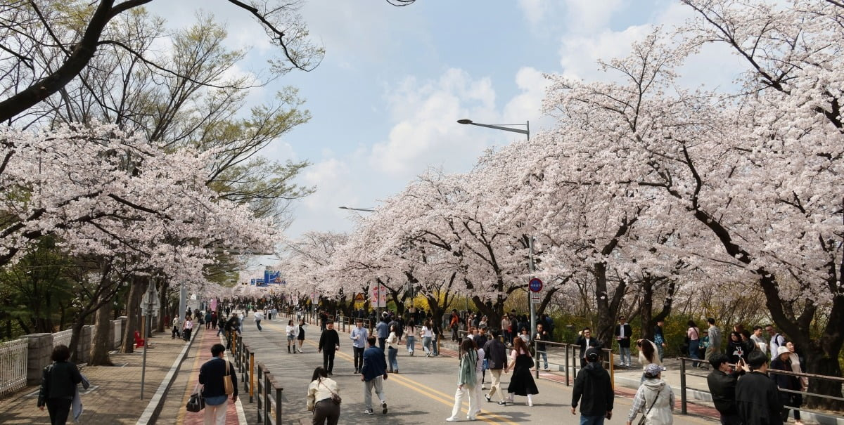 2025 서울 벚꽃명소 best5