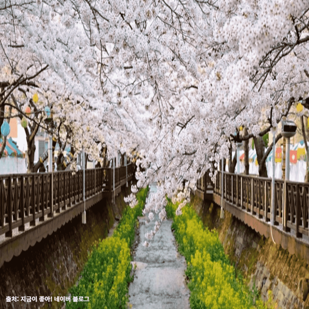 진해군항제-벚꽃