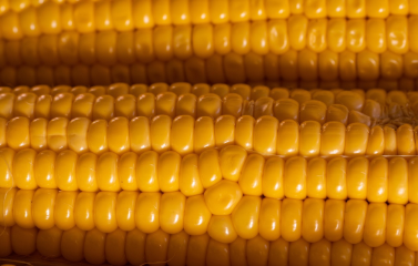 초당옥수수 찌는법