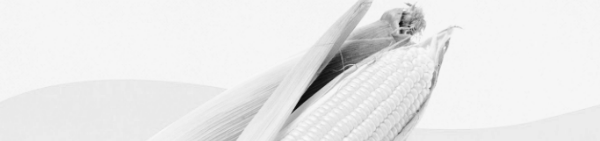 초당옥수수 보관법: 냉동