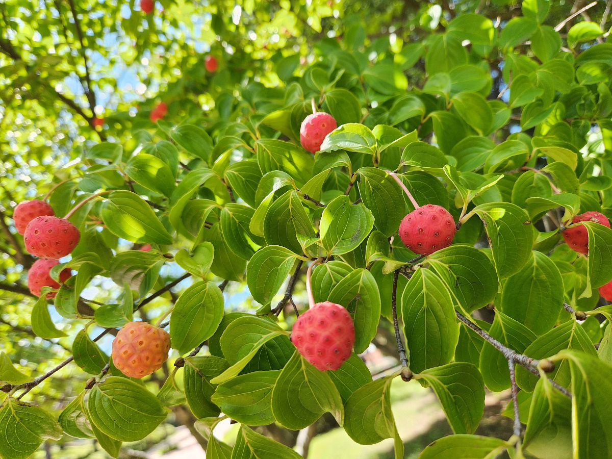 산딸나무