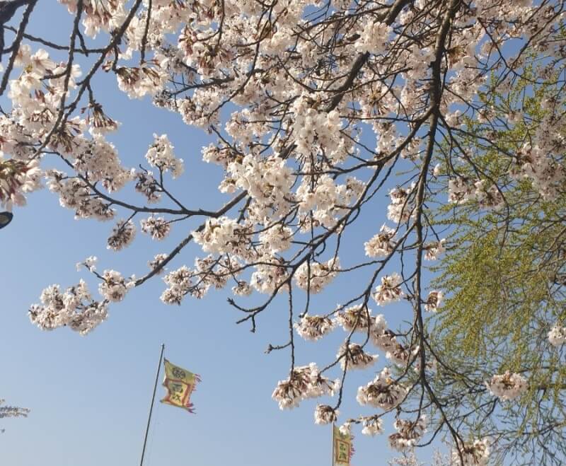 숨은 벚꽃명소 / 2024 충청도 벗꽃명소 벚꽃여행