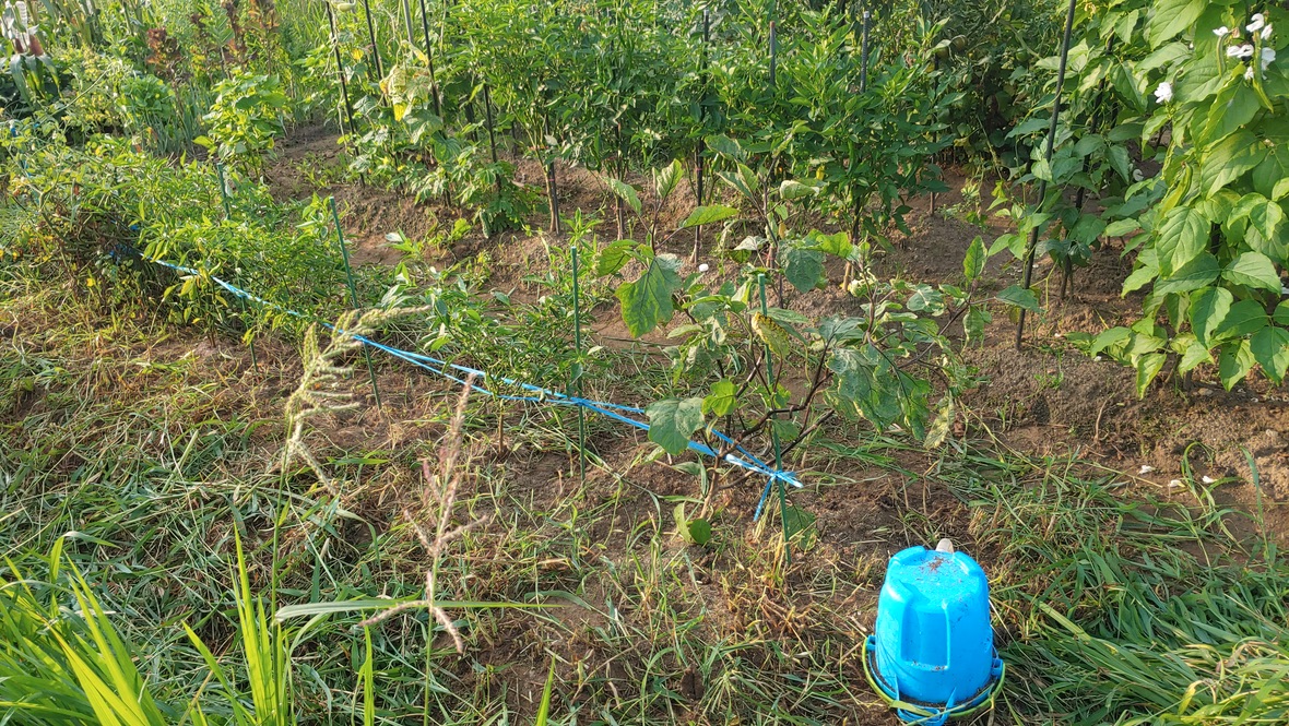 잡초가 제거된 도시텃밭