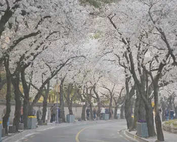 경주벚꽃축제_18