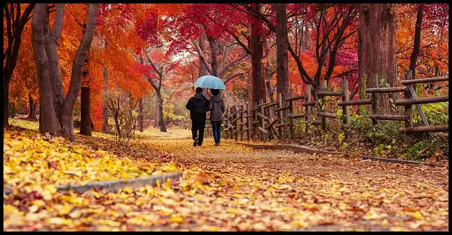 2024 내장산 단풍축제 기간 (국립공원)