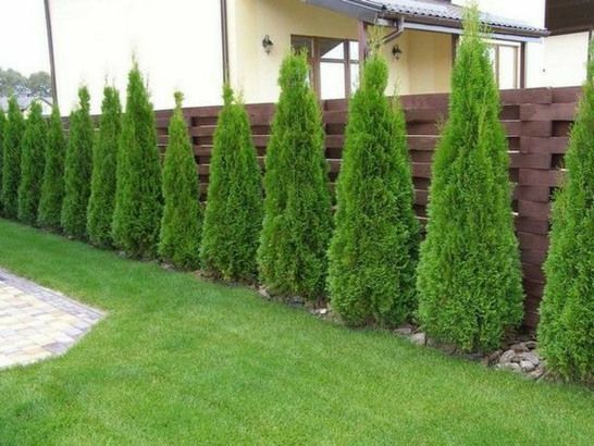 처음 시작하는 가드닝, 키우기 쉬운 정원수 BEST 10