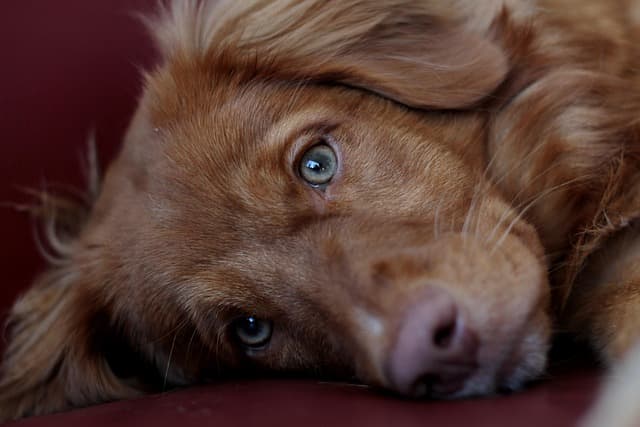 canine atopic dermatitis