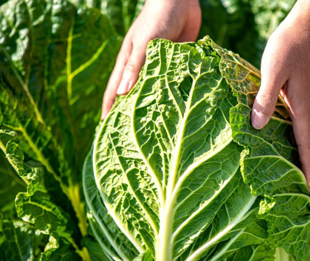 2022년 김장시기