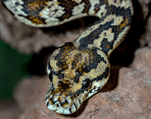 뱀 나오는 꿈 해몽