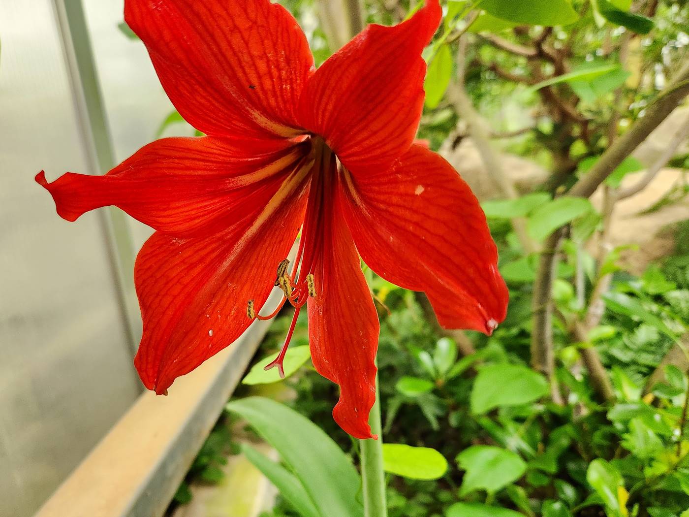 아마릴리스 Amaryllis