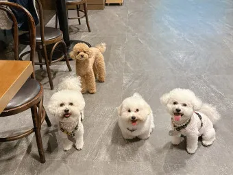 반려견 이름 작명 독특한 강아지 이름 제안_21