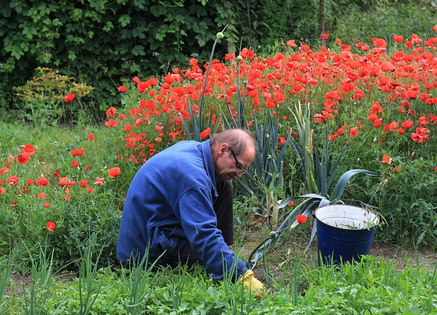 정원가꾸는 노인 사진