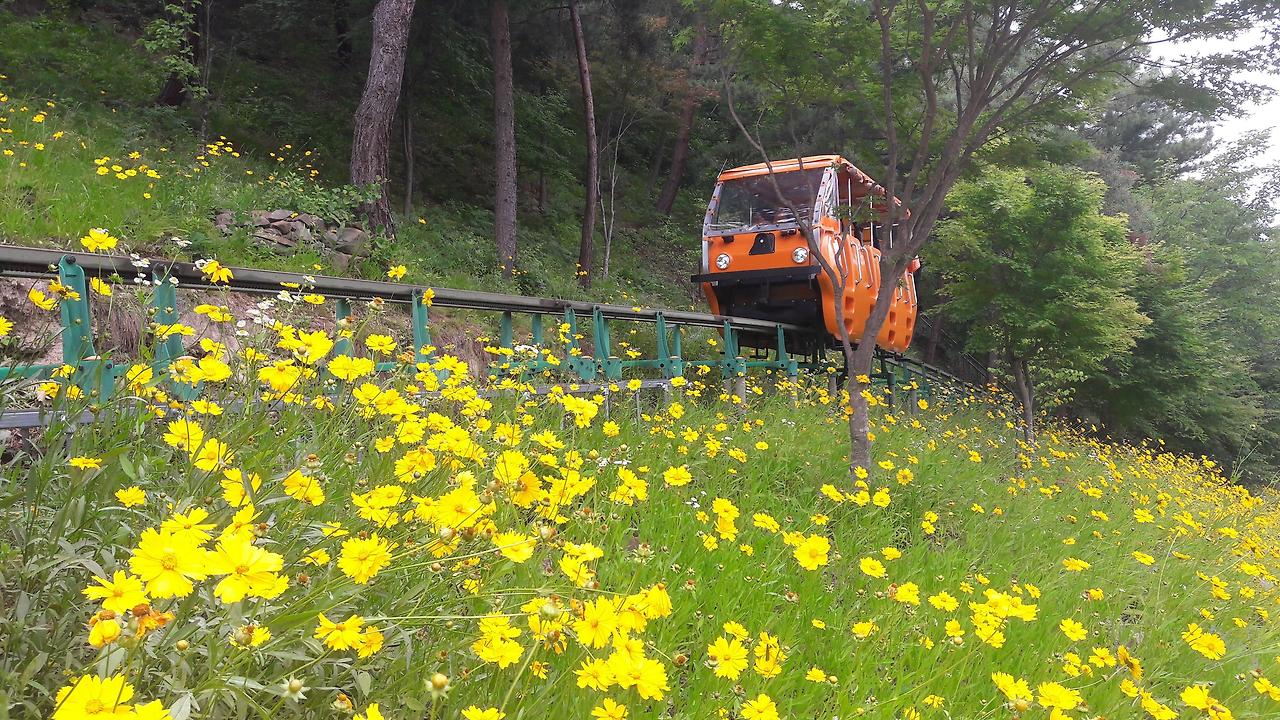 구미에코랜드
구미에코랜드여름