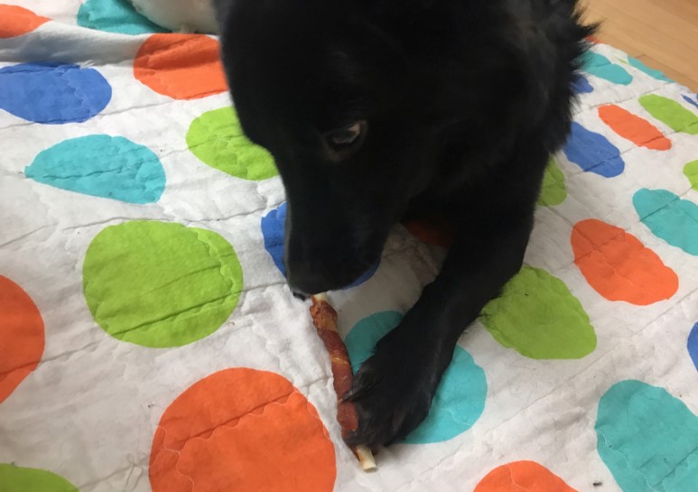 강아지간식 치킨말이스틱 자연의 사랑을 담은 순살득뿜!