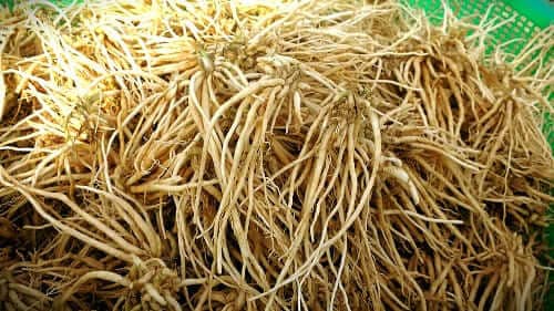 삼채심기-삼채-모종-종근-심는방법-뿌리나누기