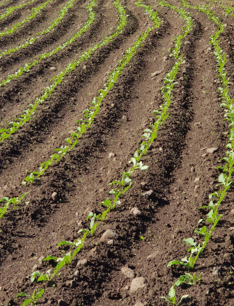 스마트팜에서 블록체인 기술을 활용한 농산물 유통 혁신