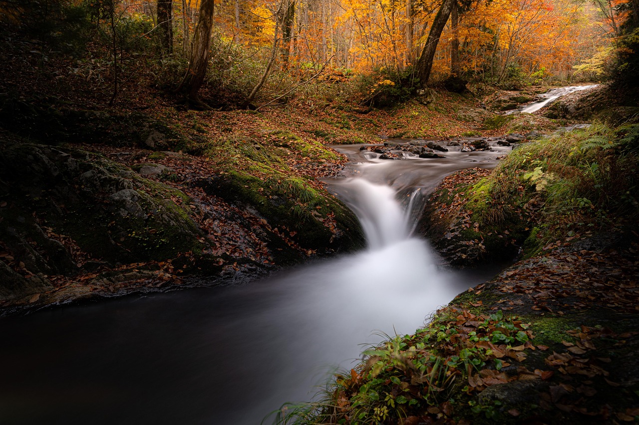 강아지 진드기약