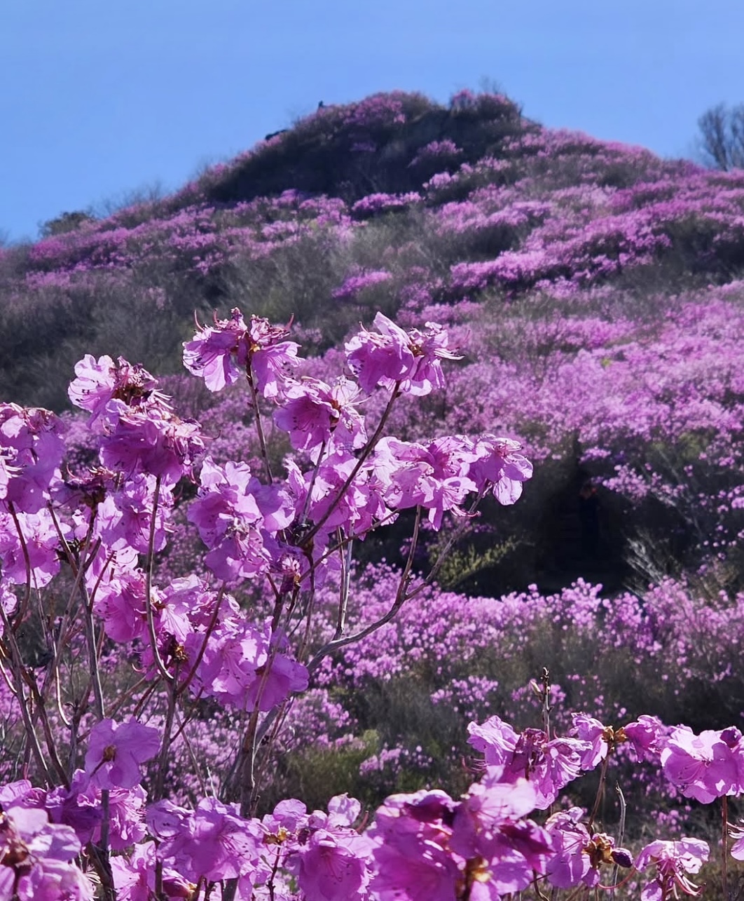 벚꽃은 짧다 지금 더 예쁜 봄꽃 명소 총정리(진달래 유채꽃 명소) 관련사진