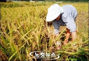 벼 재배 모내기 시기 분얼 관리 논 물대기_12