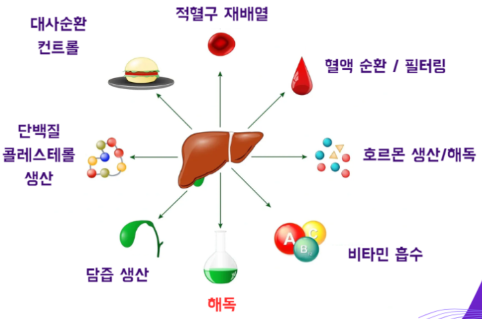 간의-기능