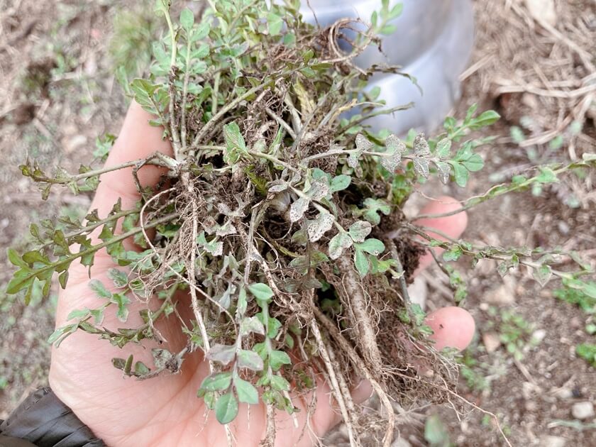 노지냉이 구별법