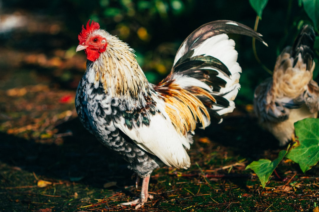 Chicken