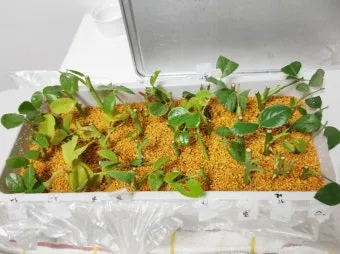 장미 삽목하는 방법 집에서 쉽게 번식하는 팁_7