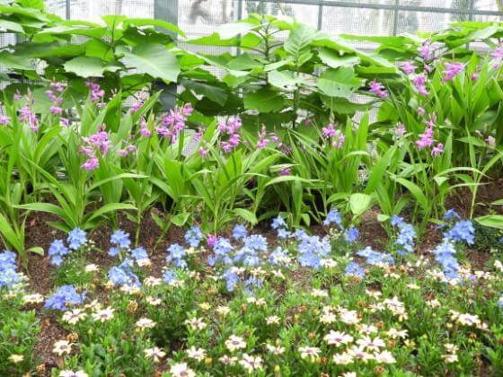 2025 함평 나비 축제 일정부터 주차·입장료까지! 꿀팁 총정리