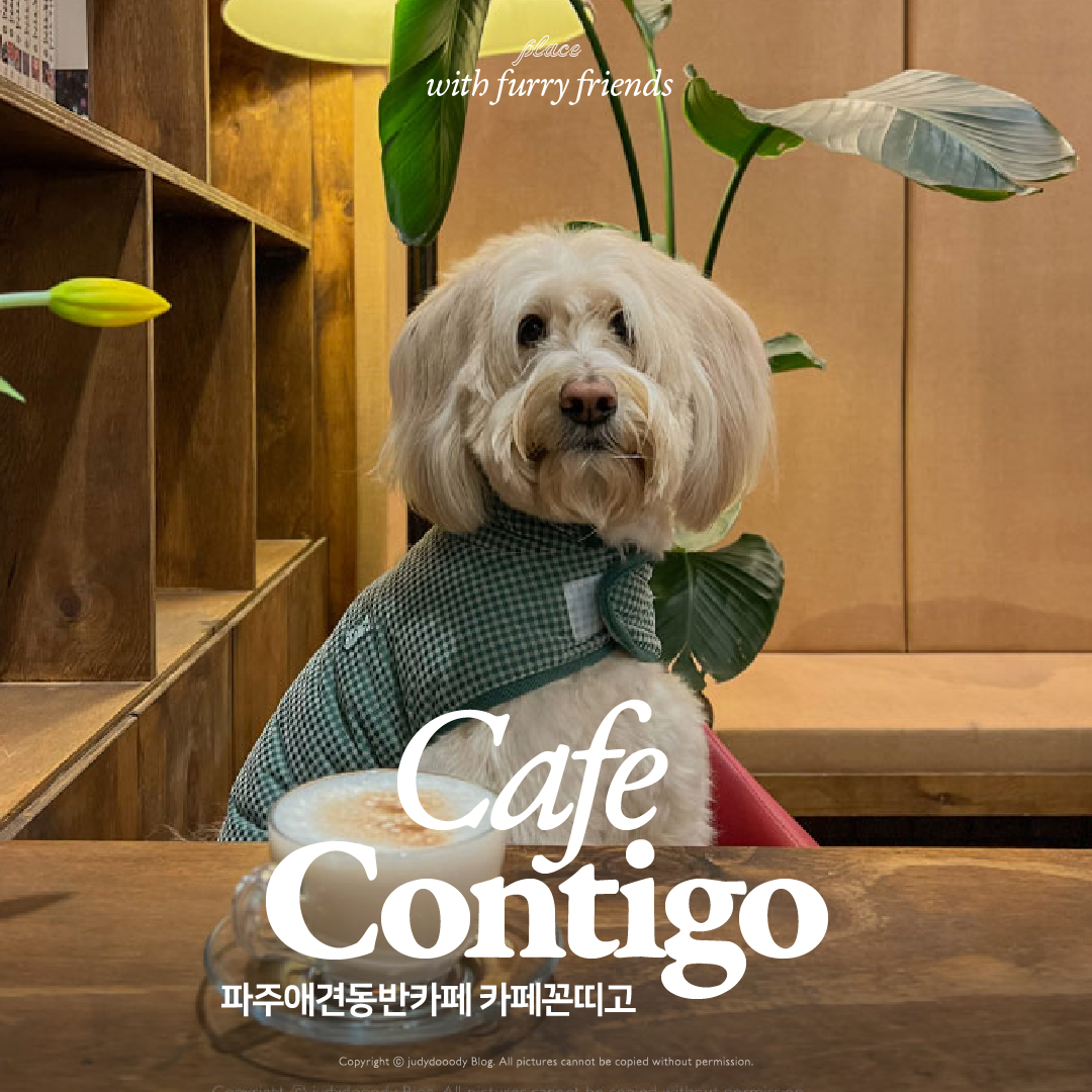 꼰띠고 썸네일