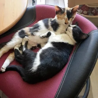 한글자 동물 이름과 두글자 동물 닉네임 정리본_2