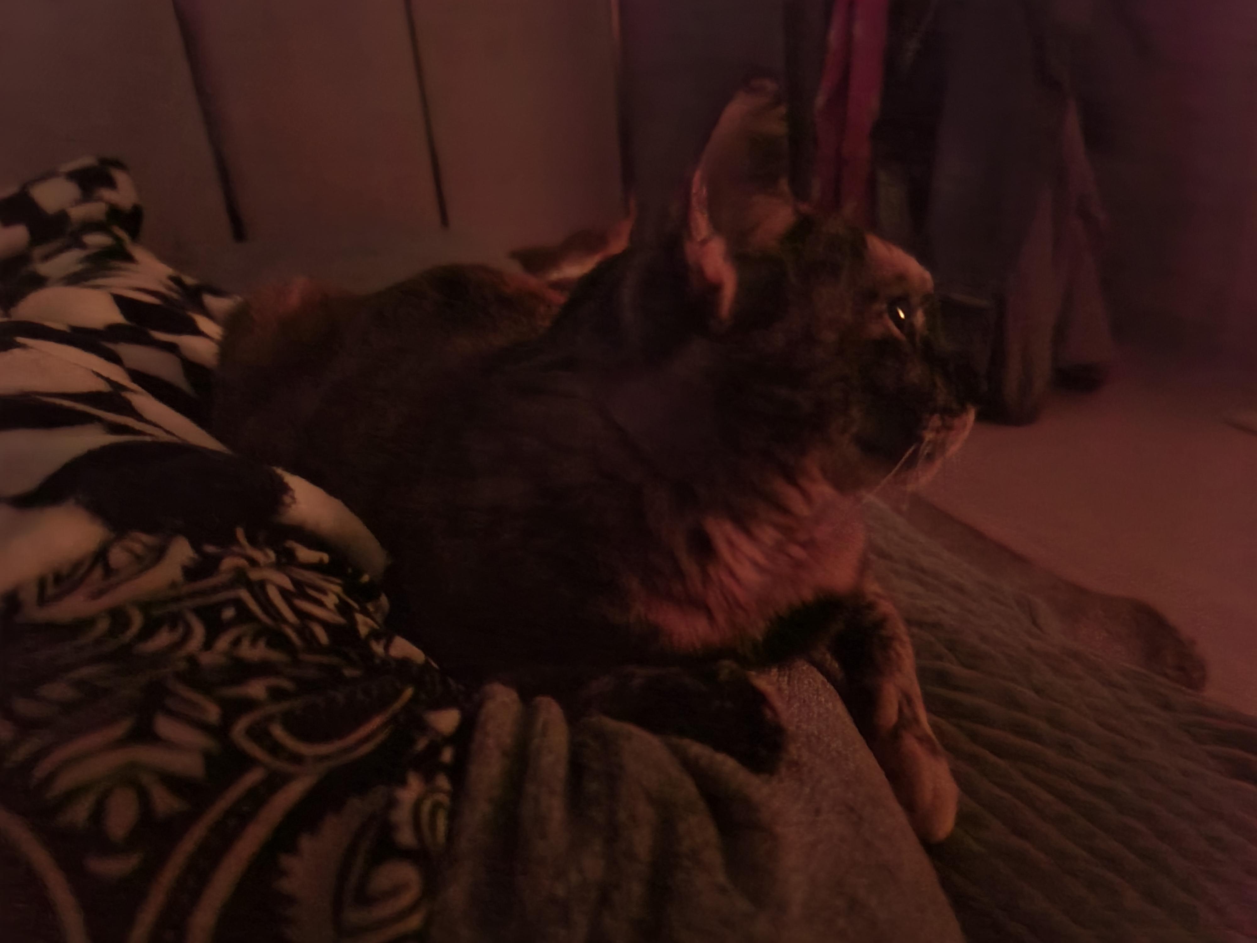 베개에 걸터앉아서 엄마배에 꾹꾹이하는 사랑이 (feat.엄마 팔에 안겨있는 사랑이)