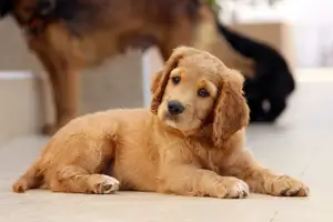 반려동물 강아지 사진