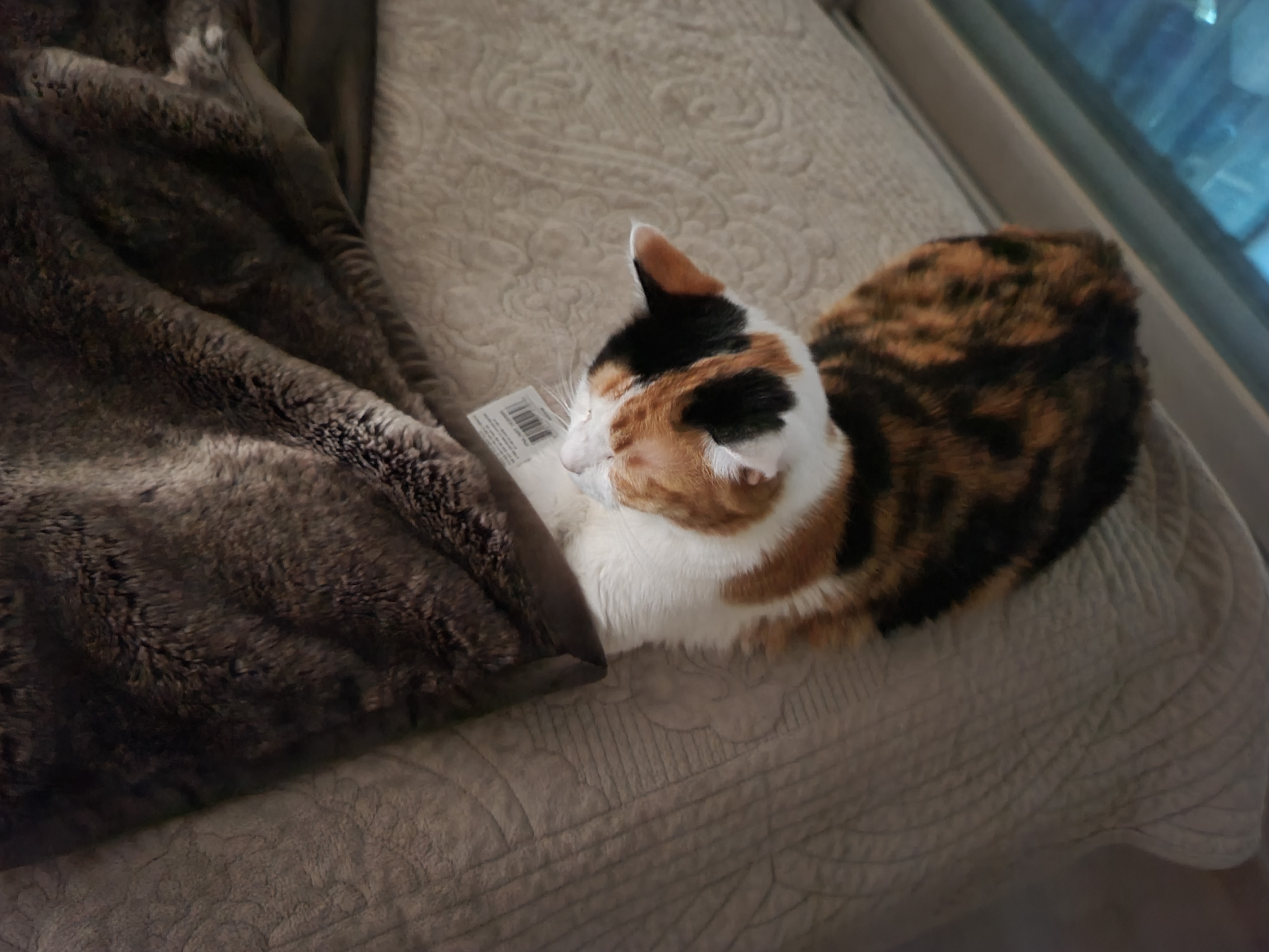 지난밤.. 허술했던 요미의 앞발찜질