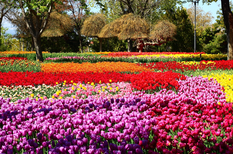 봄맞이 서해안 축제 총정리 관련 사진