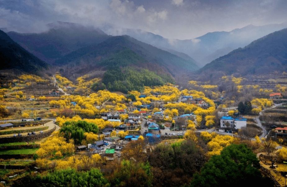 구례산수유 매화축제 