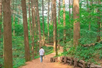걷기 좋은 명품 숲길 50선 전국 서울 경기_16